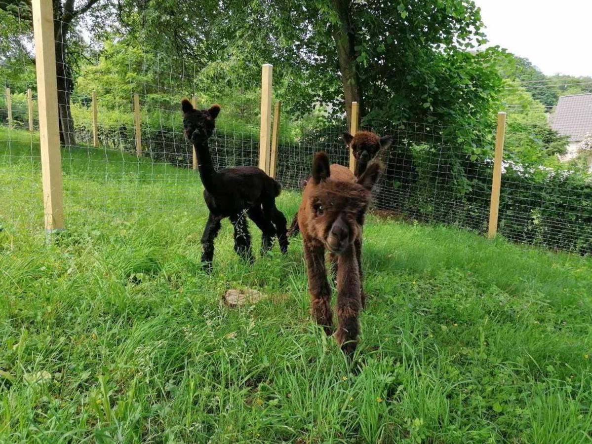Casa De Alpaca Leilighet Schmelz Eksteriør bilde